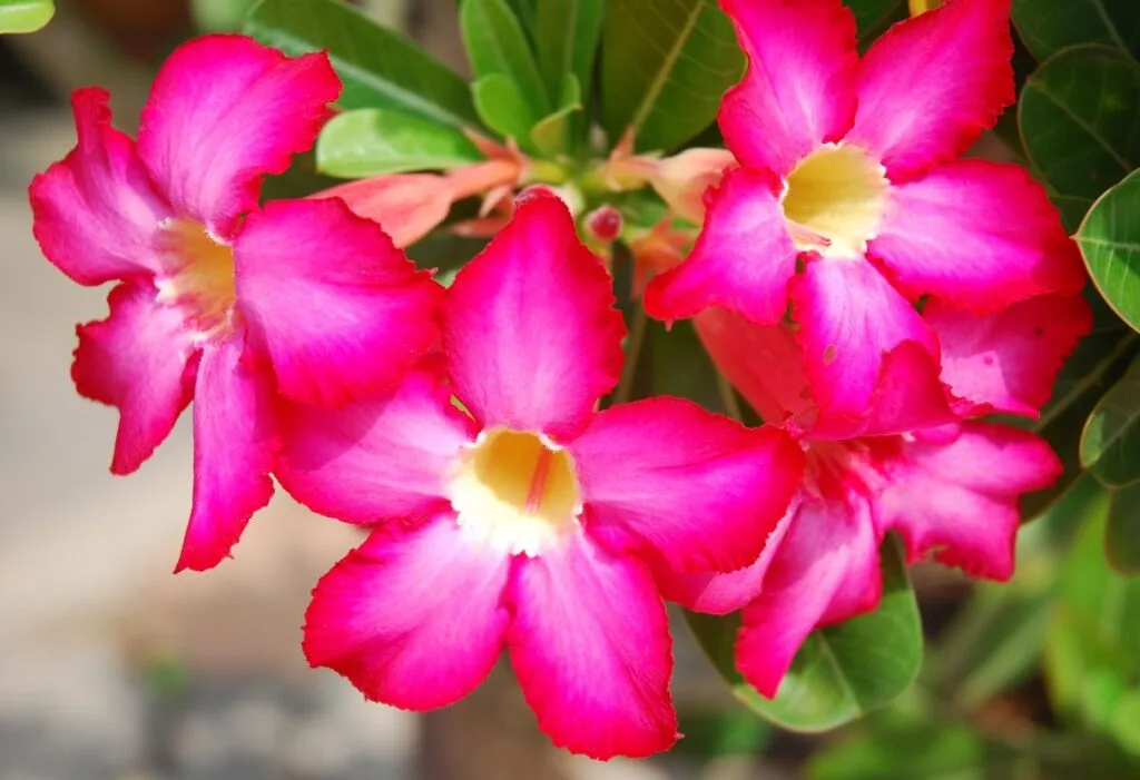 flor rosa do deserto