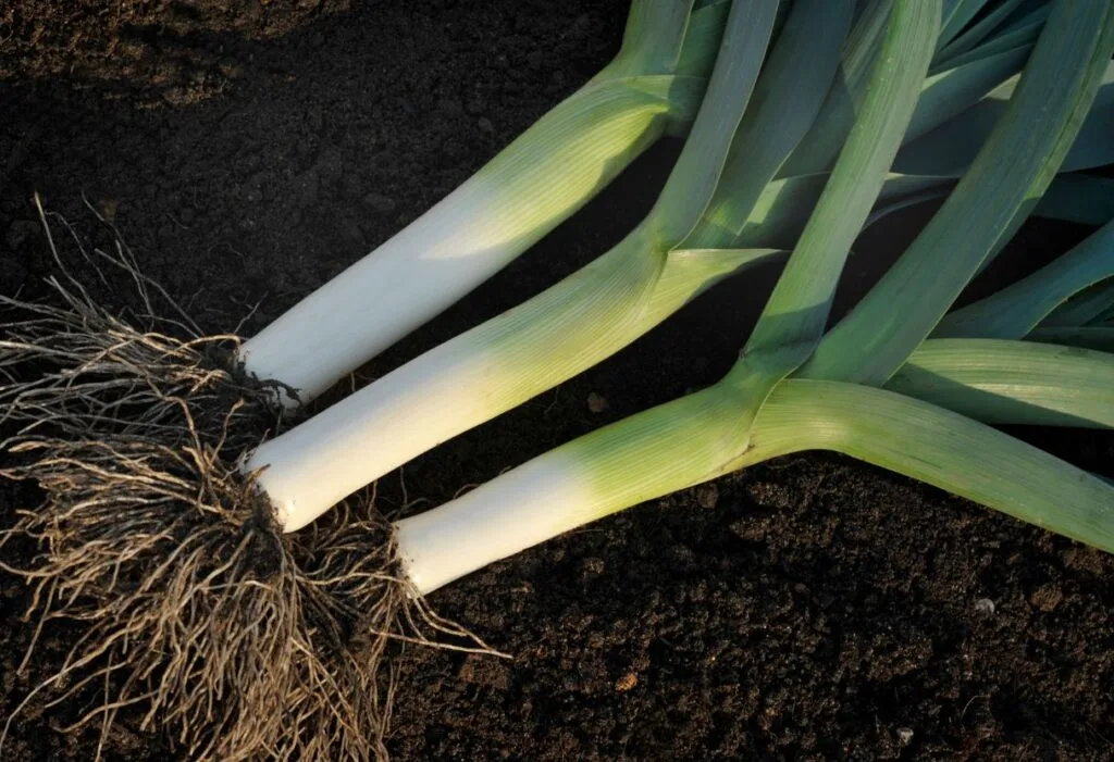 como plantar alho poró 3