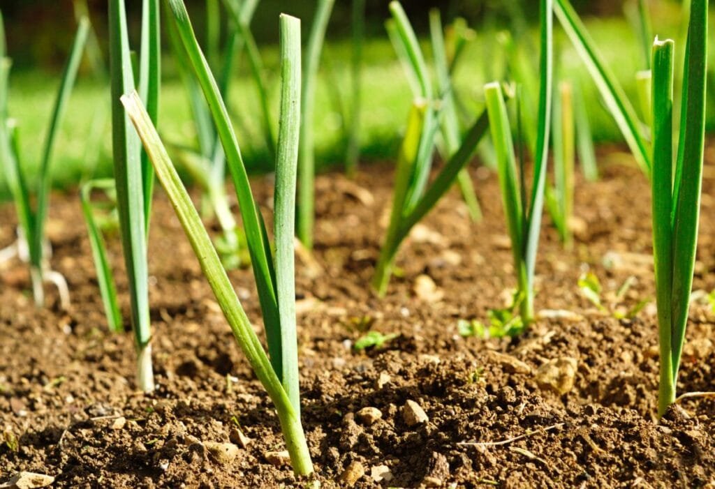 como plantar alho poró 1