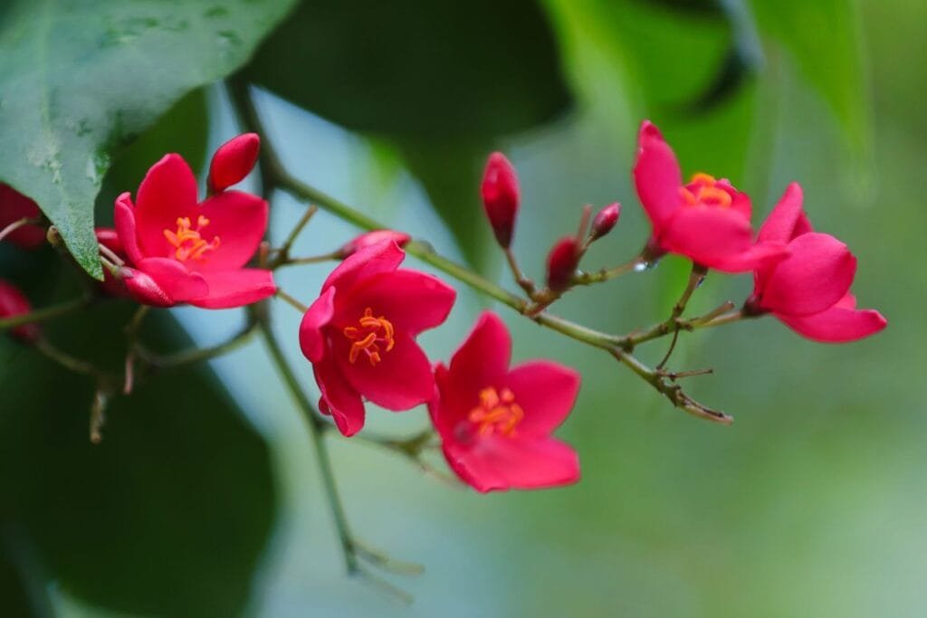 planta columeia havaiana