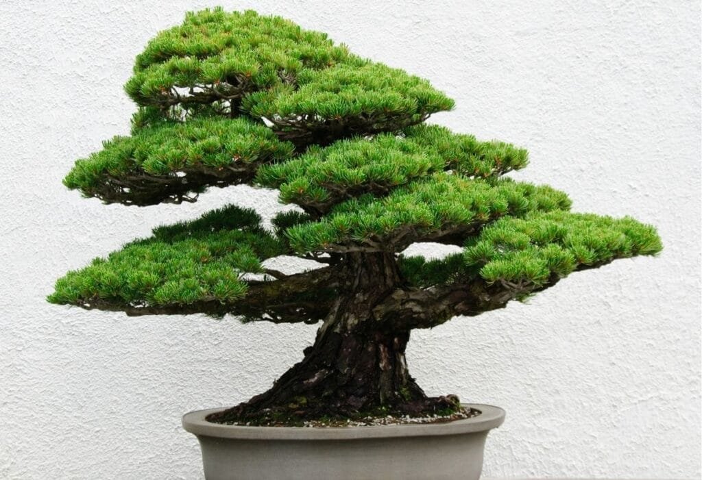 como cultivar bonsai
