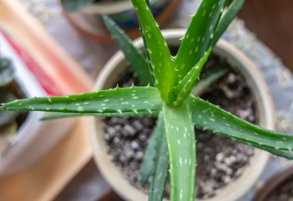 como plantar babosa em vaso 02 (2)