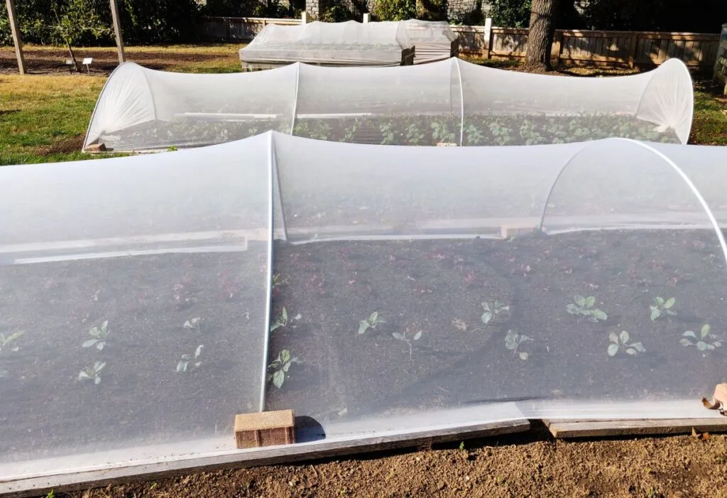 estufa para plantas pequena