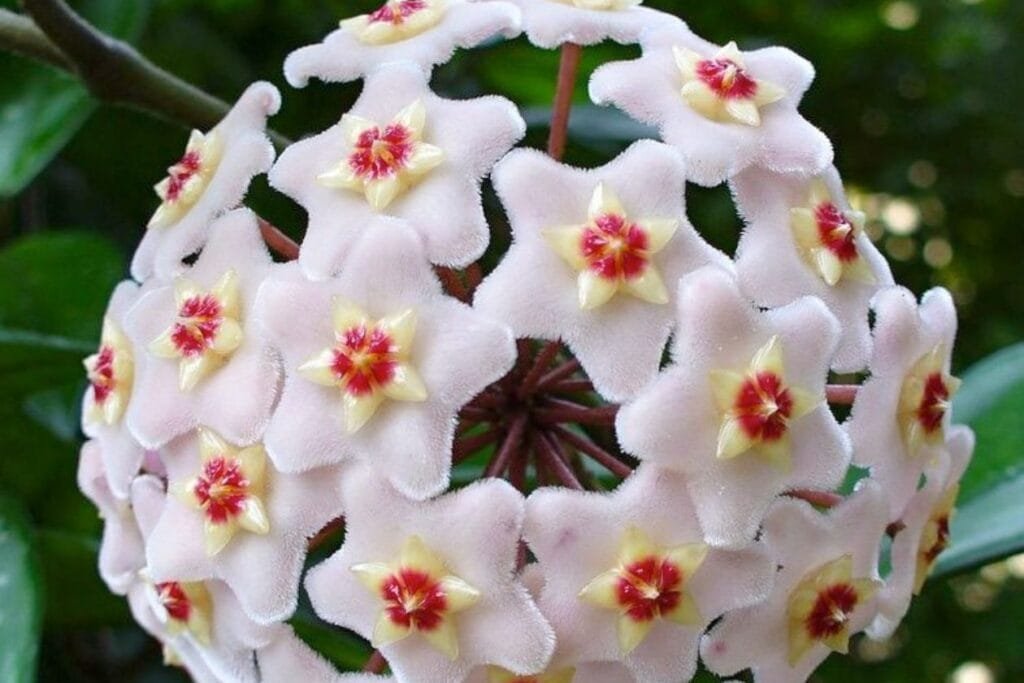 planta flor de cera dobrada