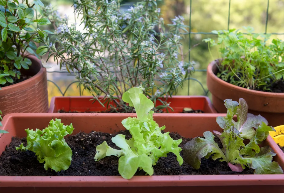 hortinha em apartamento