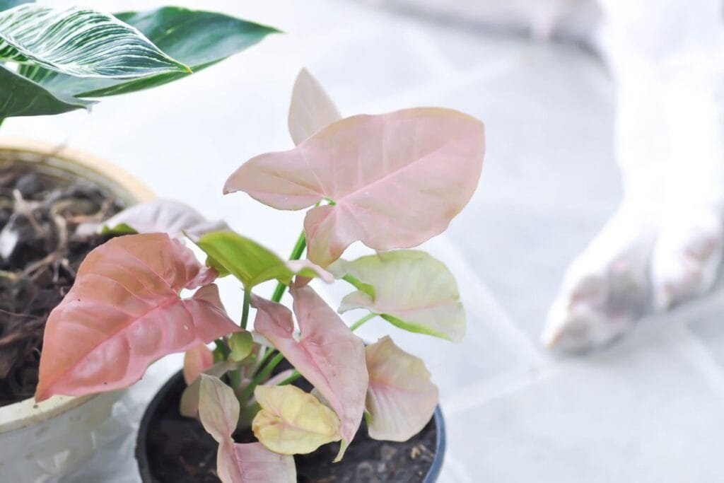 planta singonio rosa