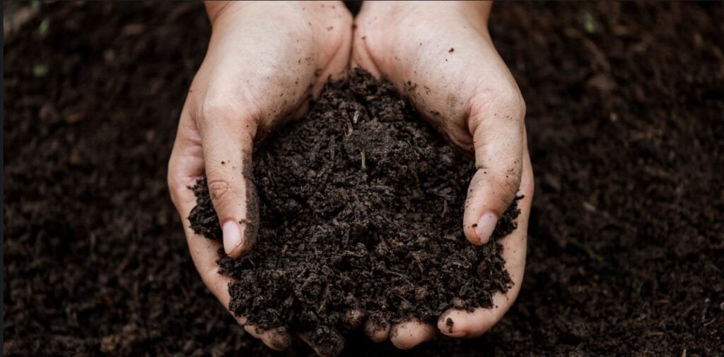 substrato para suculentas