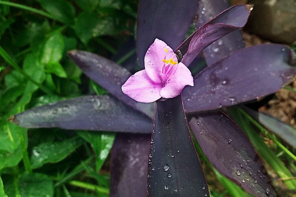 Planta trapoeraba roxa