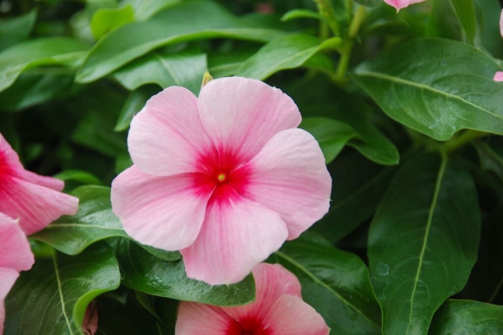 planta vinca pendente