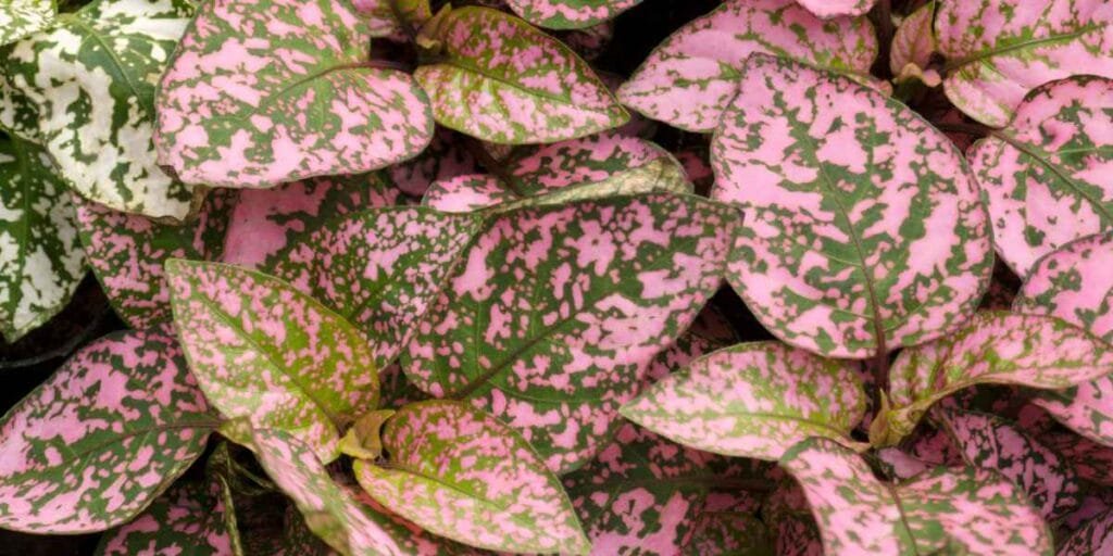 planta confete