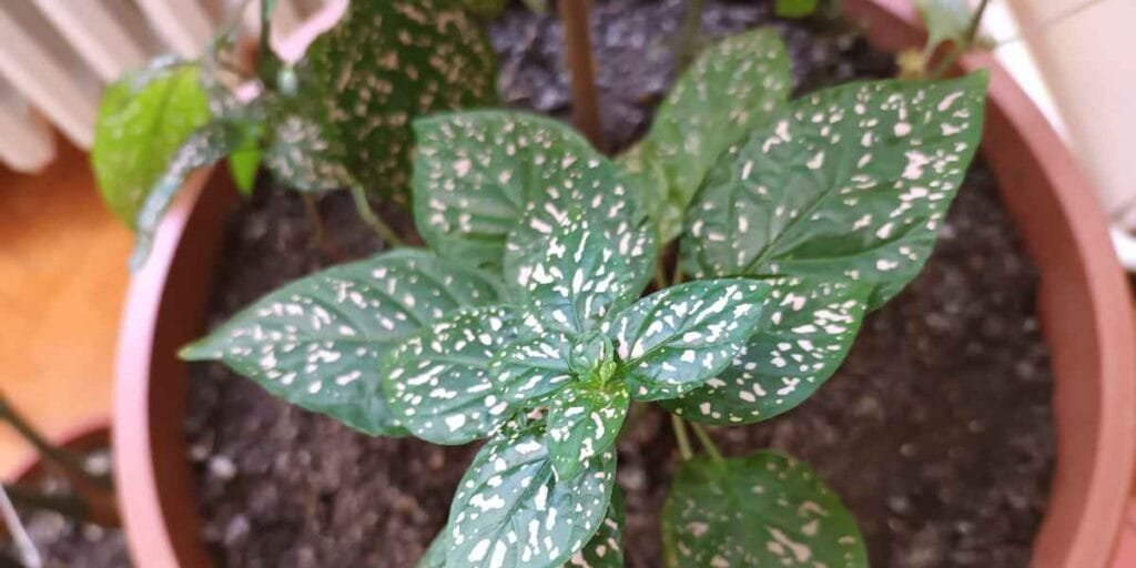 Hypoestes Planta Confete Como Fazer Mudas
