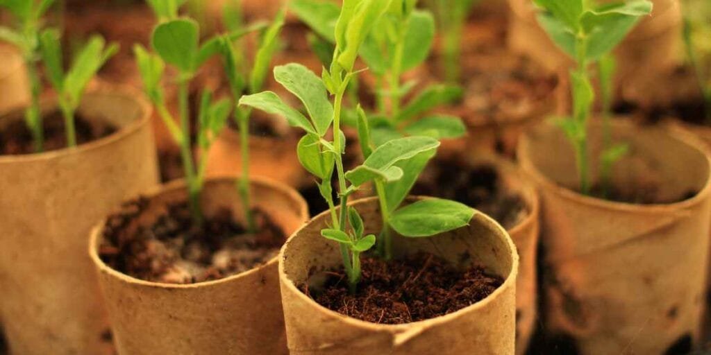 mudas de planta confete