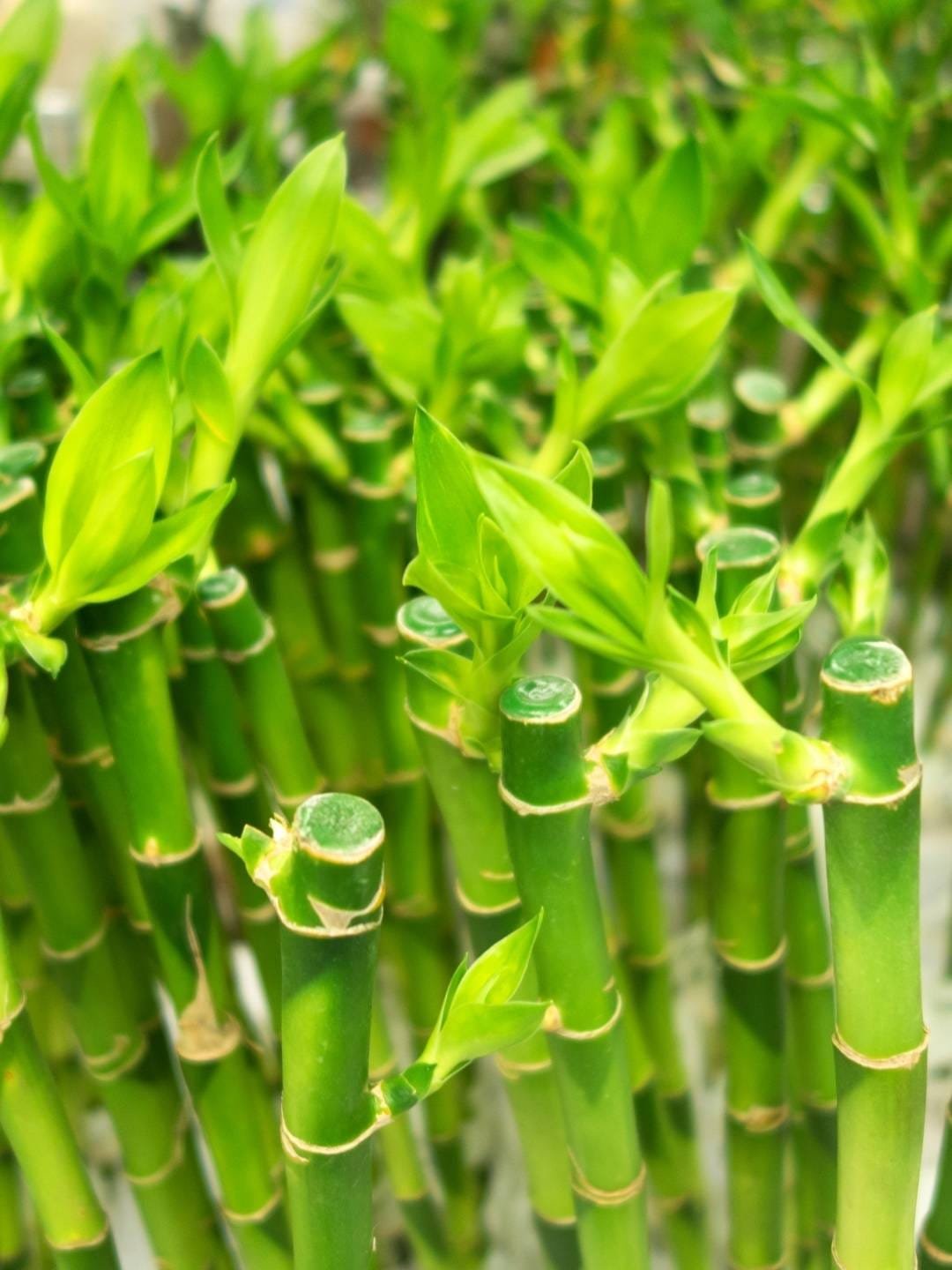 Dicas para cultivar bambu da sorte