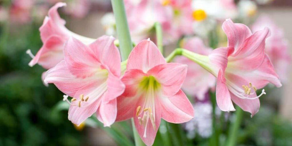 Flor Amarilis cor Rosa
