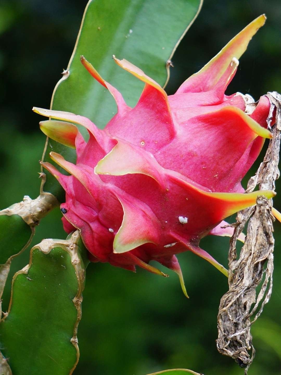 Como fazer mudas de pitaya