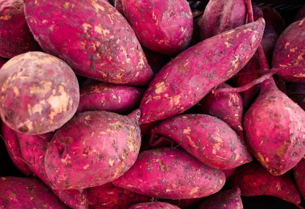 Colheita de batata doce