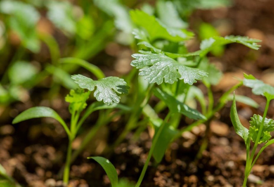 como plantar coentro na terra
