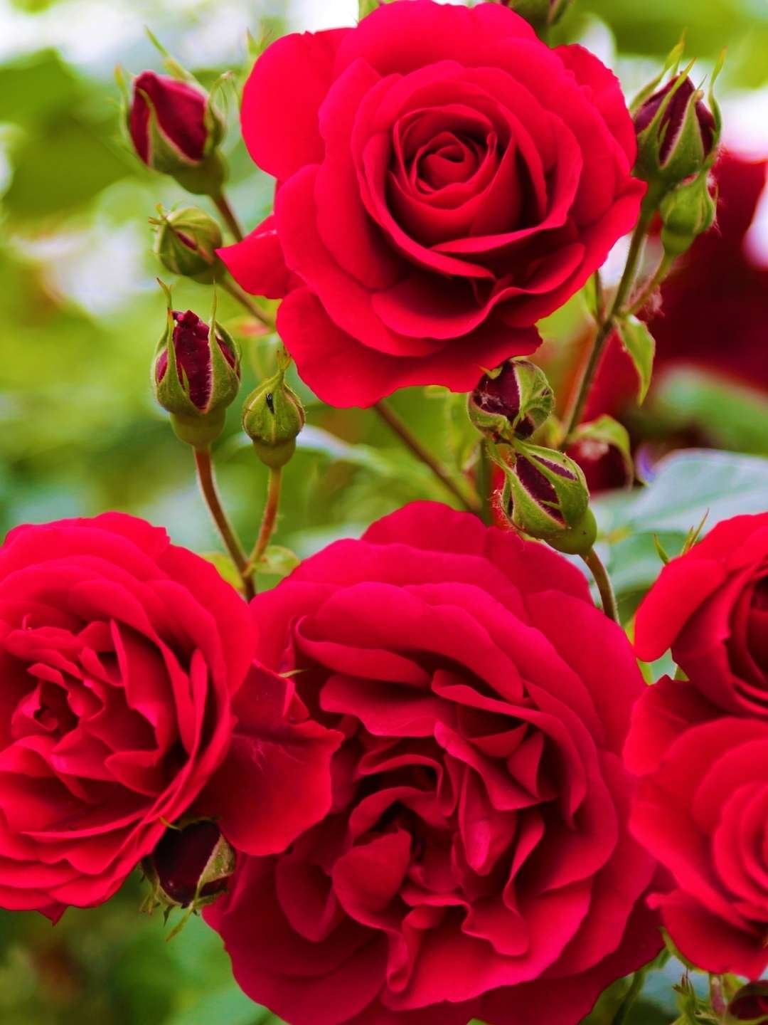 como plantar rosas
