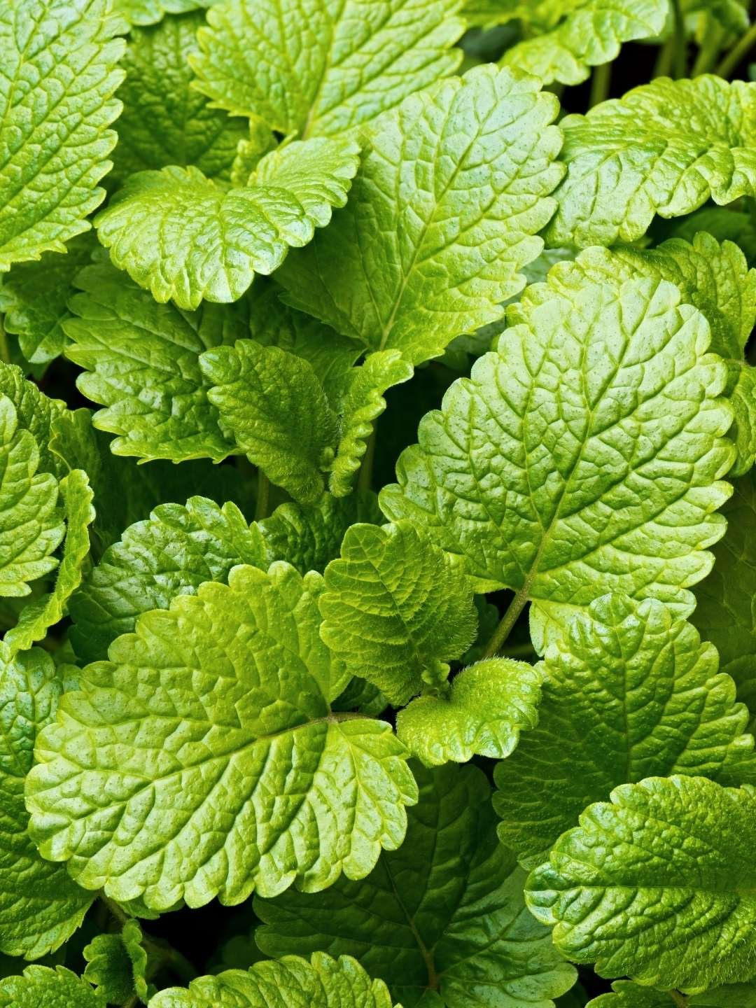 Dicas de como cultivar plantas medicinais