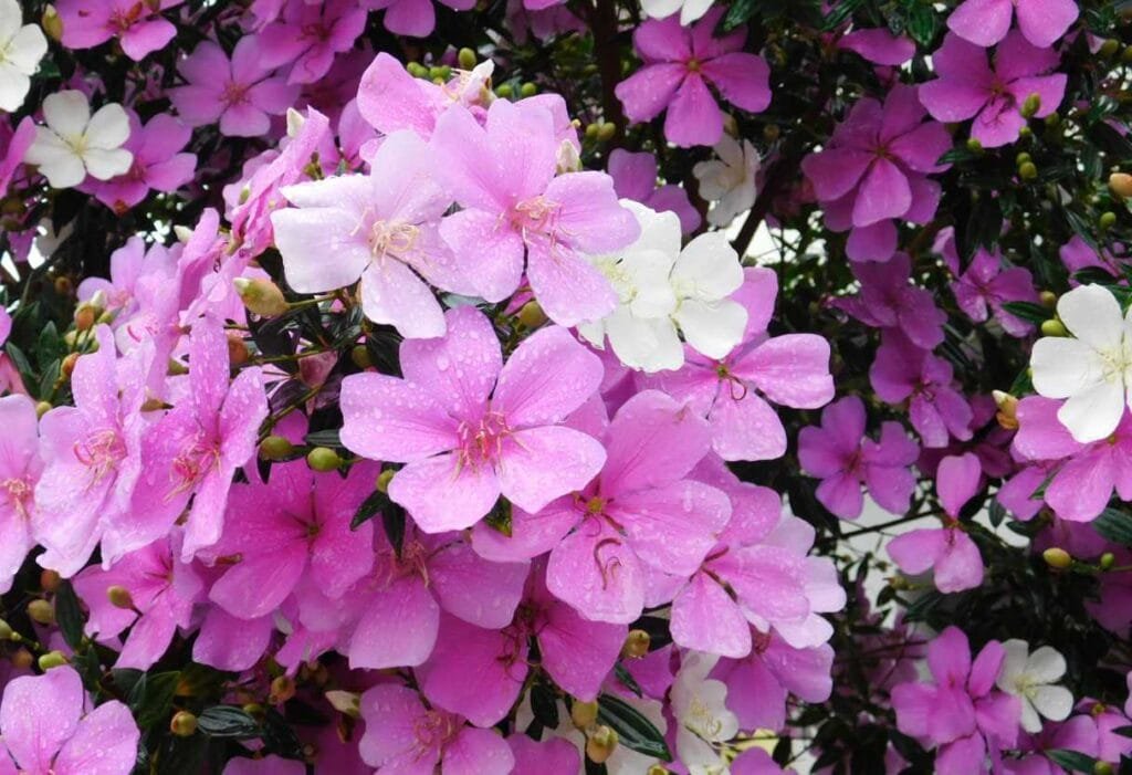 como cultivar manacá da serra