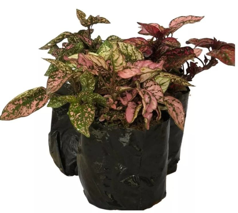 muda de planta confete