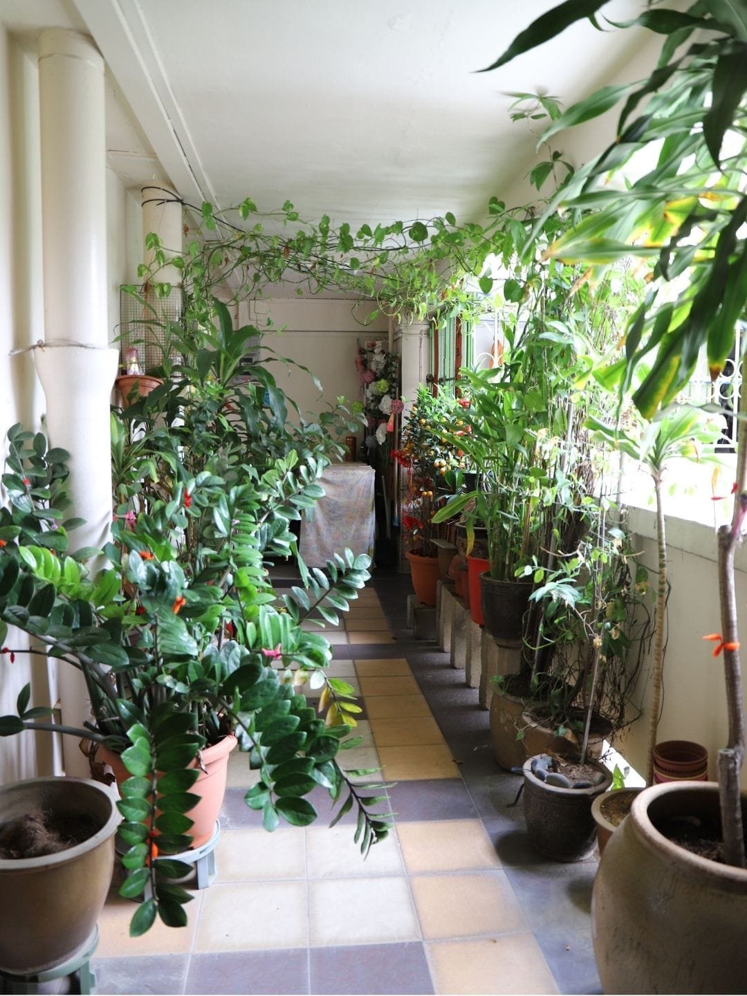 plantas faceis de cultivar