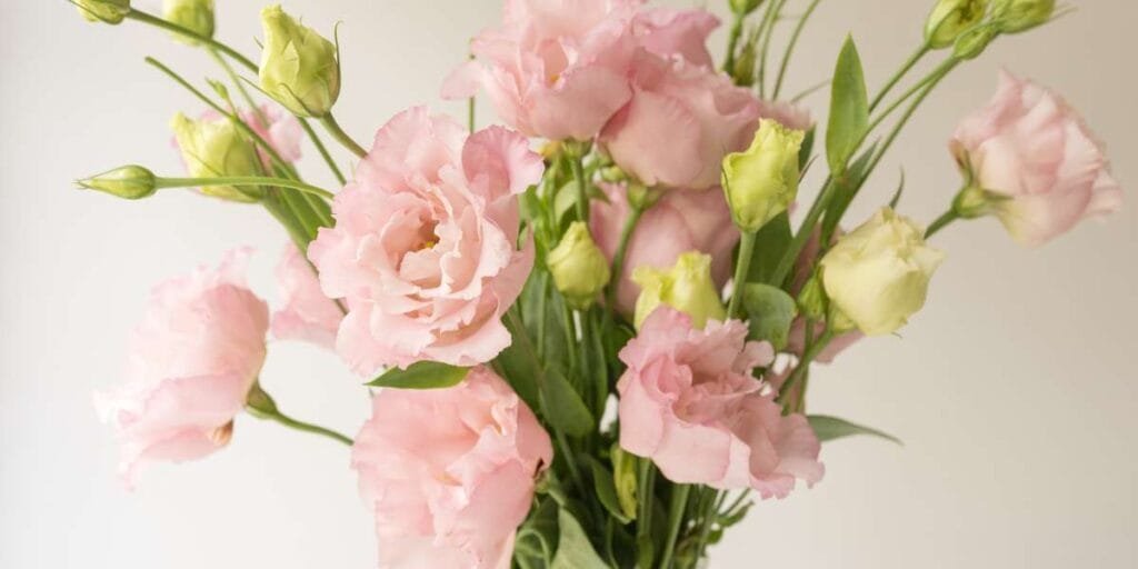FLor da fortuna rosa