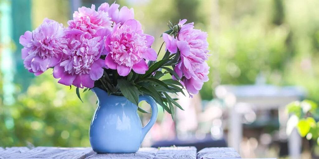 Como Cultivar Flor da Fortuna