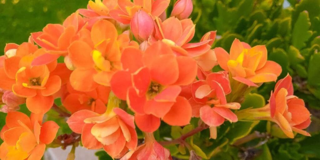 Flor da fortuna na cor laranja