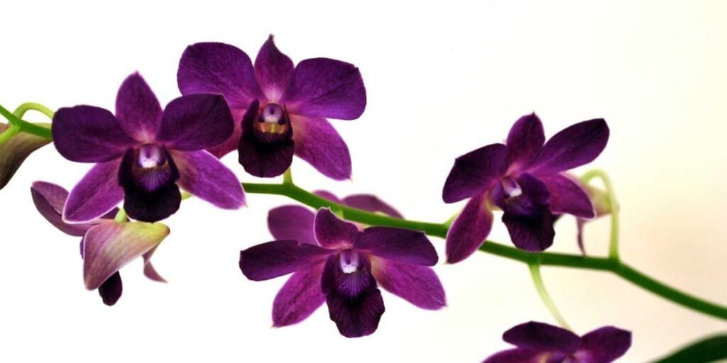 Orquídea negra