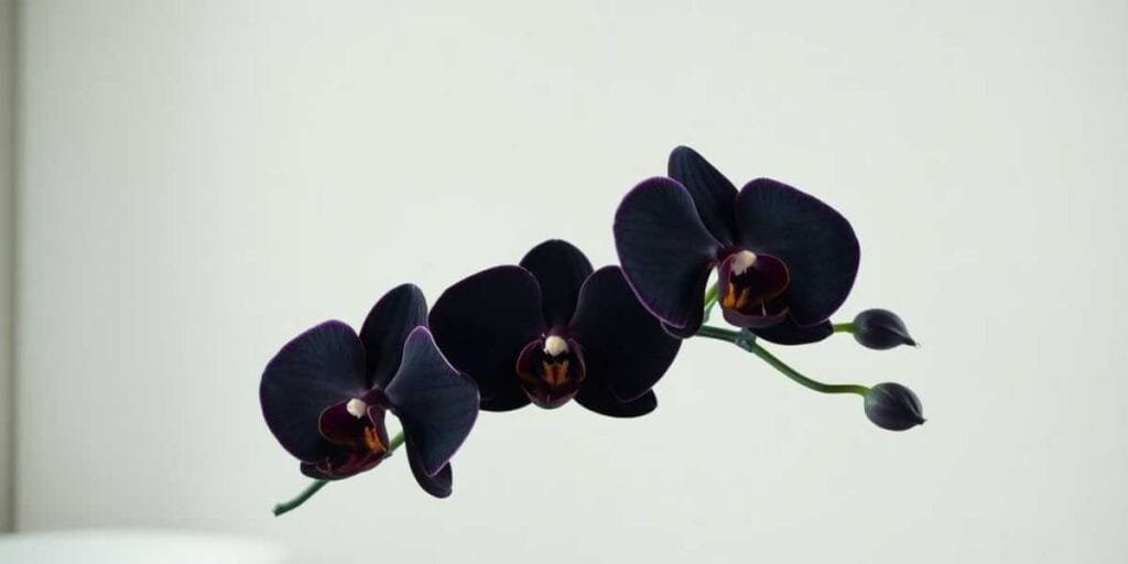 Orquídea negra