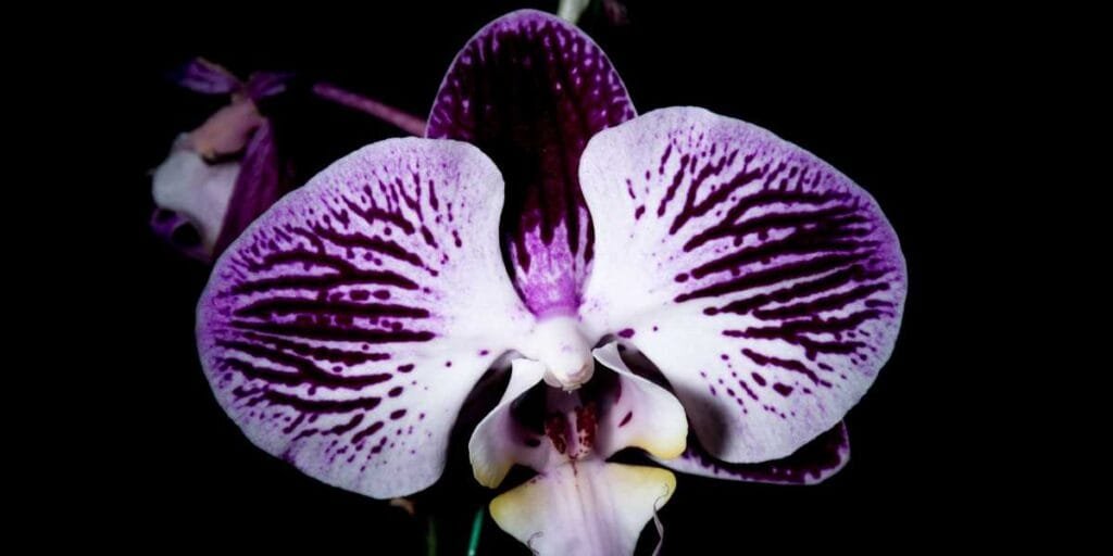 Orquídea negra