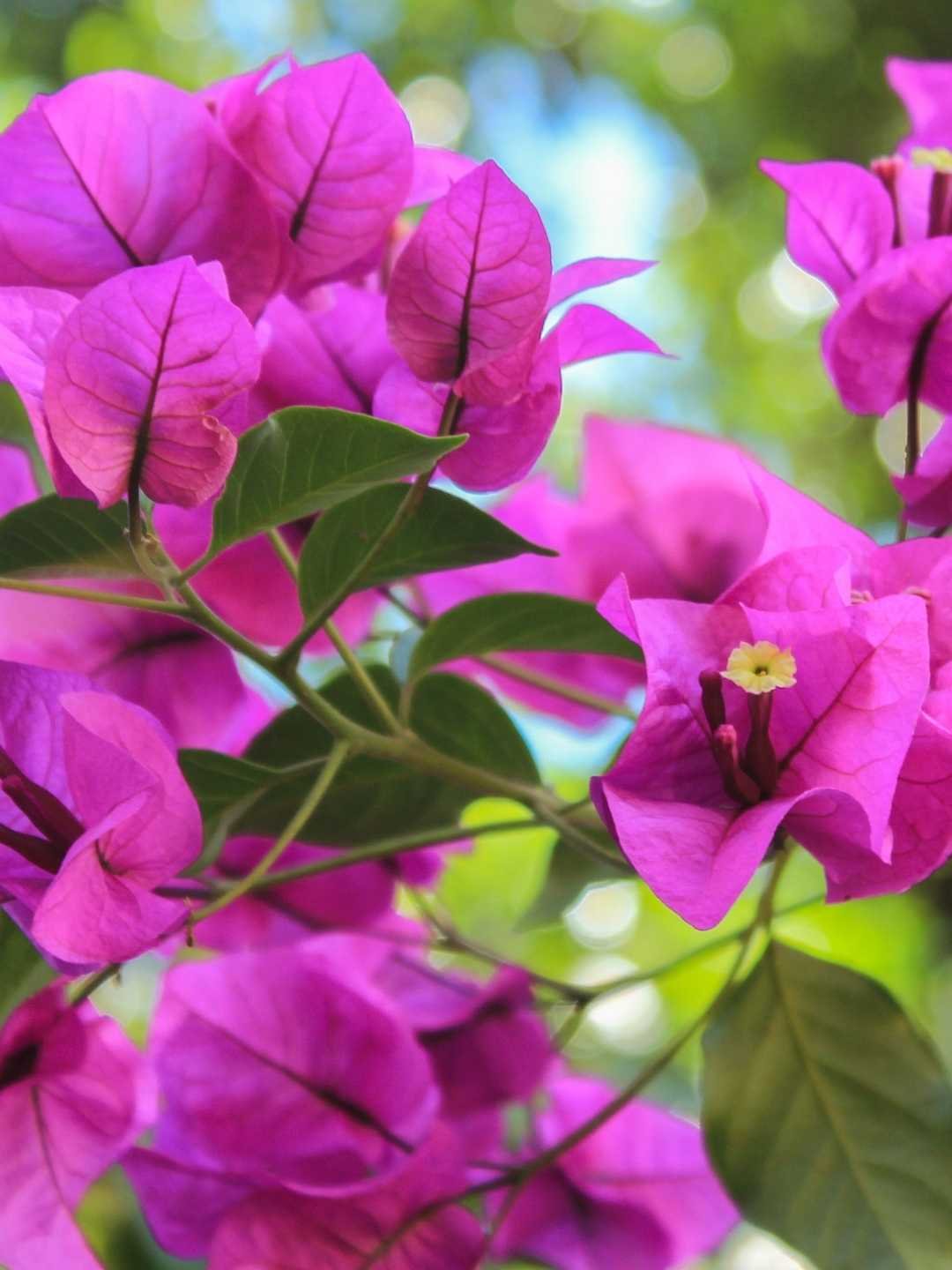 Bougainvillea