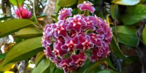 Flor de Cera: Dicas Essenciais para Cultivar em Casa