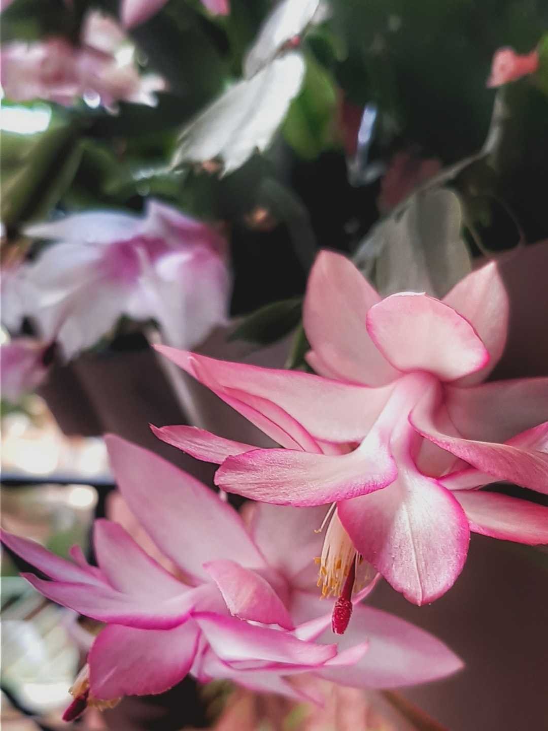 flor de maio