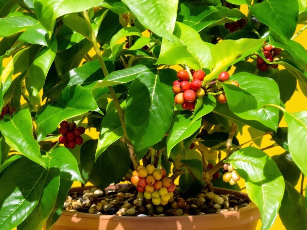 como plantar café em vaso