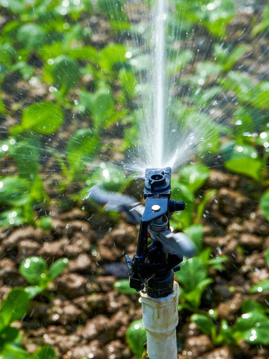 Irrigação de horta