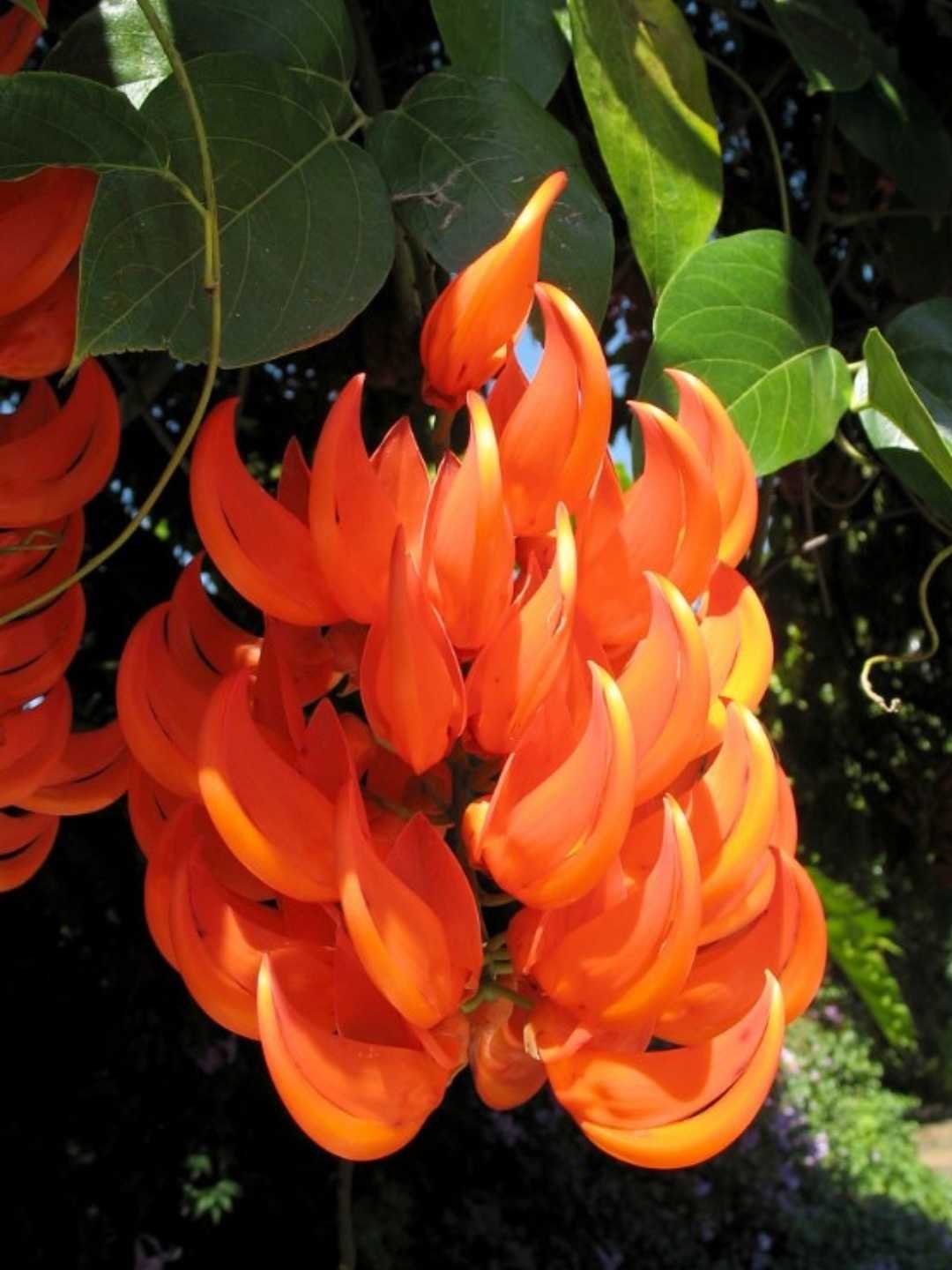 Planta jade vermelha