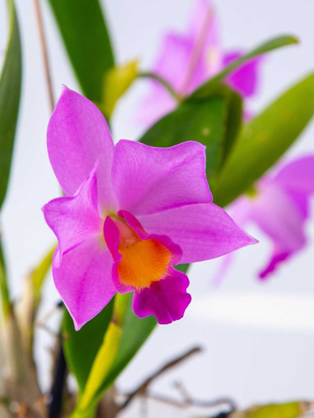 orquidea rara corpse