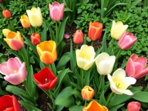 Passo a Passo: Como Cultivar Tulipas em Casa ou no Jardim
