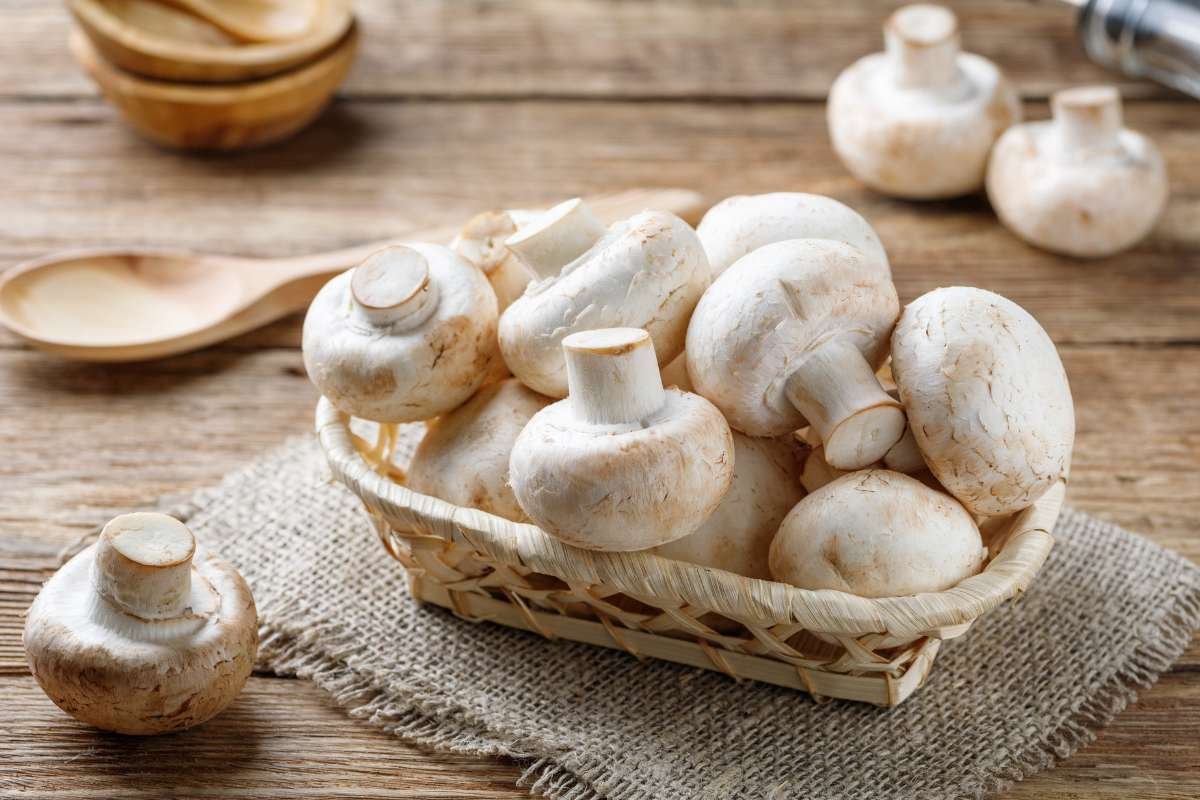 Como Cultivar Cogumelos Em Casa