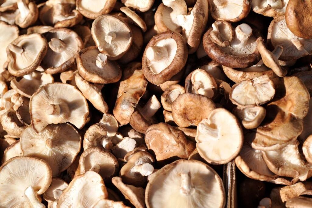 cogumelos