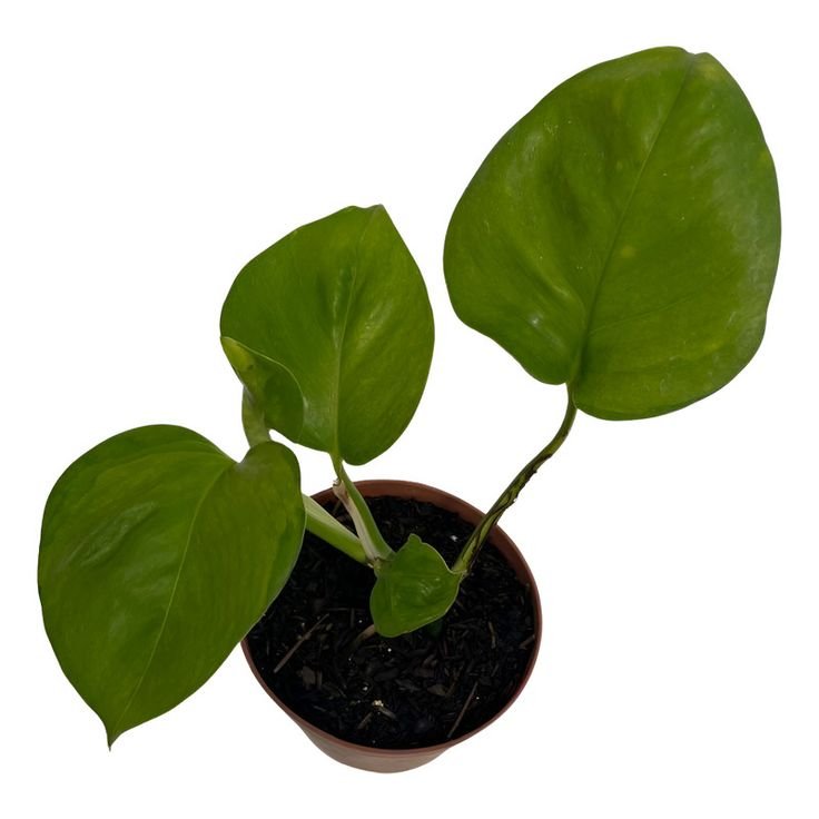 Jiboia global Gree