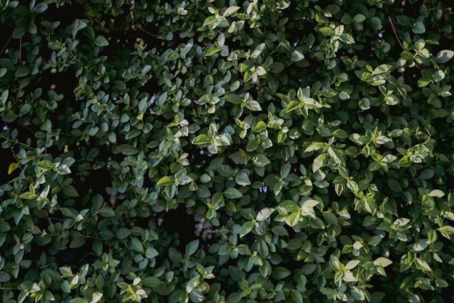 tipos de plantas para jardim"