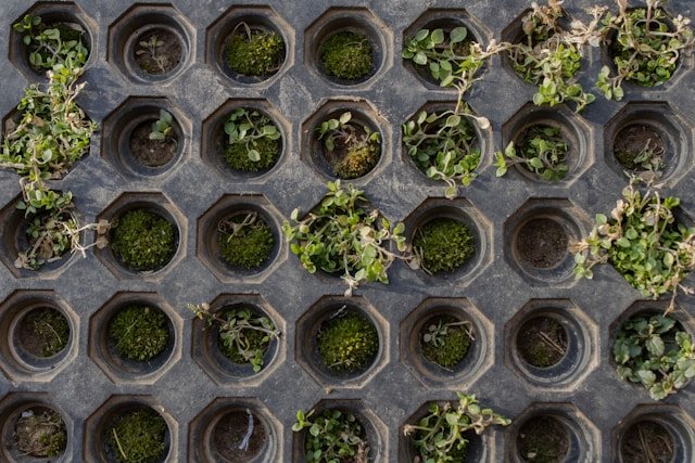 mosaico com as 10 plantas em miniatura