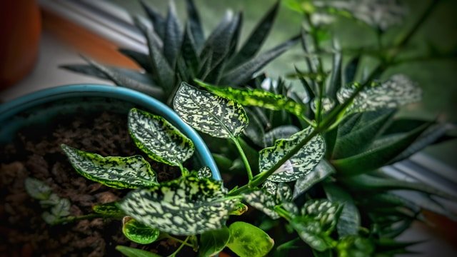 jiboia neon