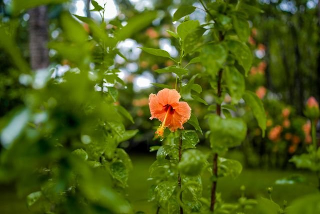 hibisco planta para cerca viva com flores coloridas"