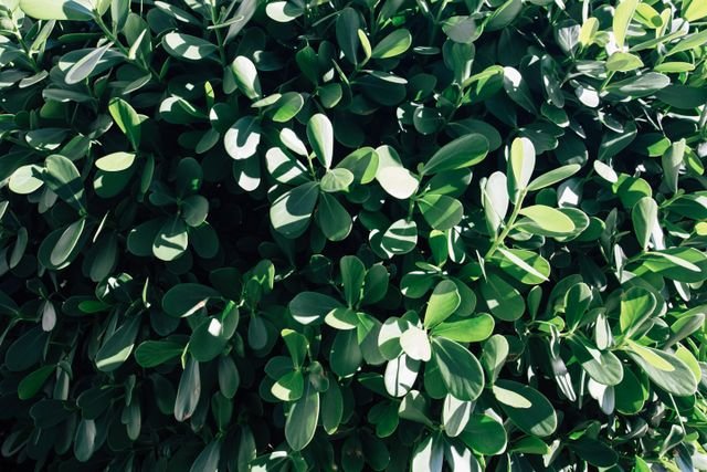 clúsia planta para cerca viva urbana densa