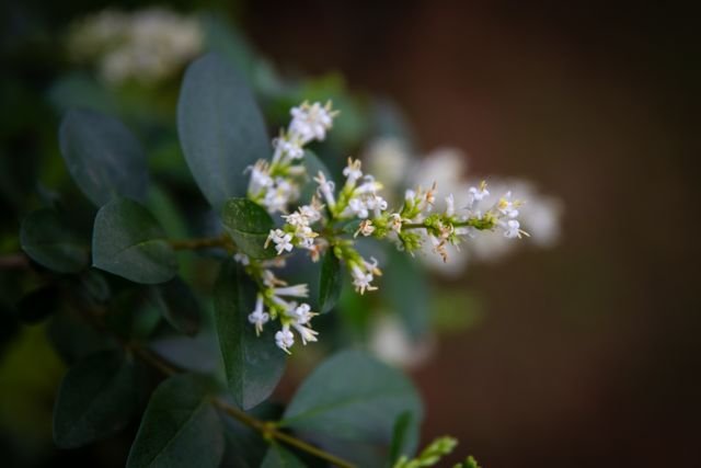 plantas de crescimento rápido para jardim