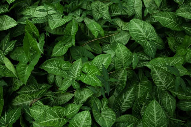 Jibioa verde